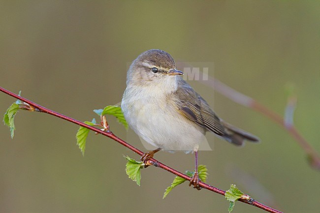 Willow Warbler - Fitis - Phylloscopus trochilus ssp. trochilus, Germany stock-image by Agami/Ralph Martin,