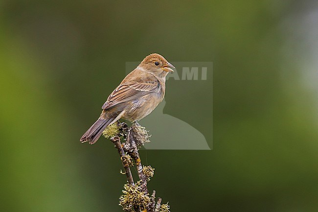 Indigo Bunting Perched on a tree in da Ponte, Corvo in October 2010. stock-image by Agami/Vincent Legrand,