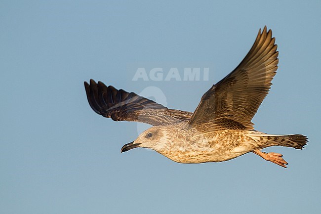 Yellow-legged Gull - MIttelmeermöwe - Larus michahellis ssp. michahellis, Germany, Juvenile stock-image by Agami/Ralph Martin,