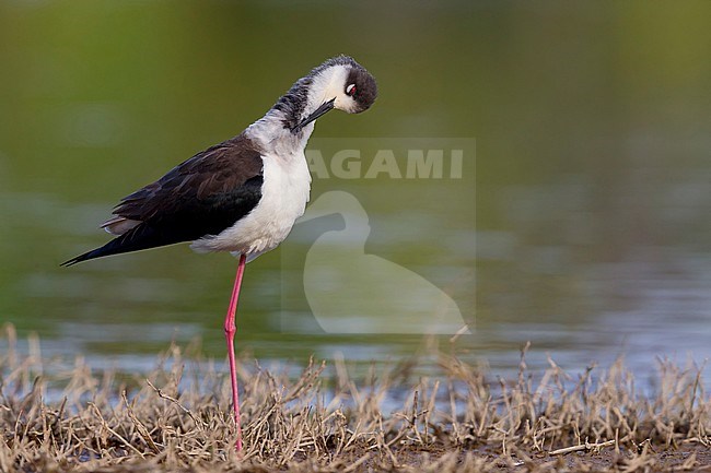 Black-winged Stilt, Adult, Campania, Italy stock-image by Agami/Saverio Gatto,