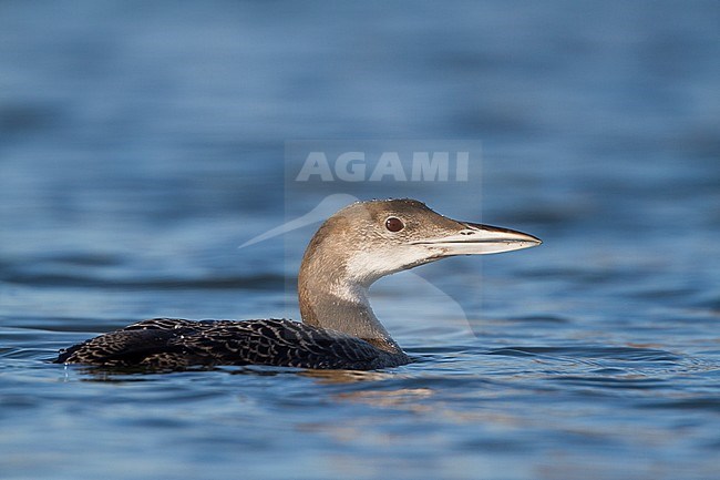 Great Northern Loon - Eistaucher - Gavia immer, Austria, 1st cy stock-image by Agami/Ralph Martin,