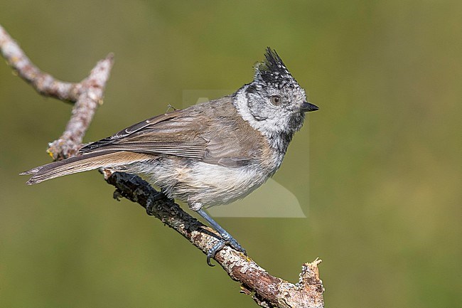 Volwassen Kuifmees; Adult Crested Tit stock-image by Agami/Daniele Occhiato,