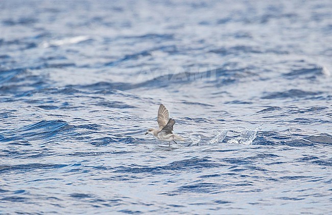 Desertas Petrel (Pterodroma deserta) at sea off Madeira, Portugal. stock-image by Agami/Pete Morris,