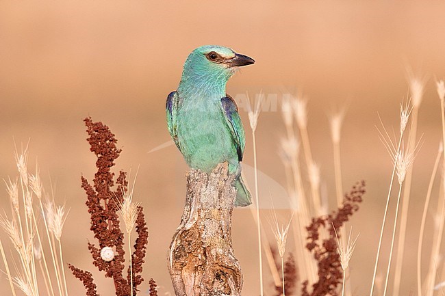 European Roller (Coracias garrulus), front view of an adult female perched on a dead trunk, Campania, Italy stock-image by Agami/Saverio Gatto,