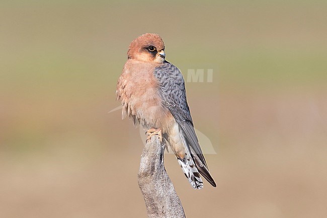 Red-footed Falcon (Falco vespertinus), adult female perched on a dead branch stock-image by Agami/Saverio Gatto,