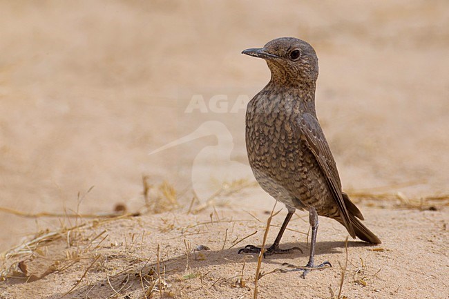 Passero solitario; Blue Rock Thrush; Monticola solitarius stock-image by Agami/Daniele Occhiato,