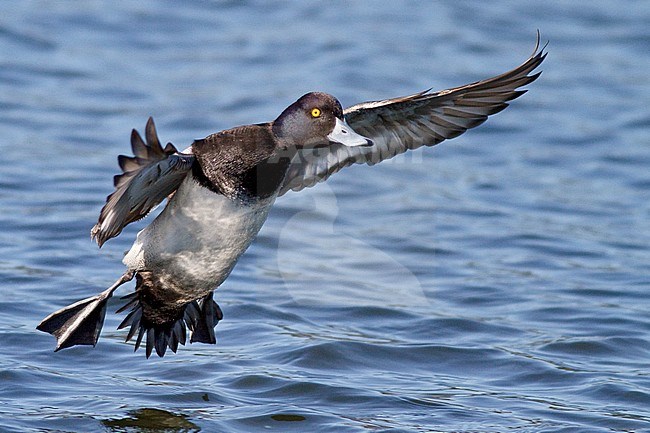 Lesser Scaup (Aythya affinis) flying in Victoria, BC, Canada. stock-image by Agami/Glenn Bartley,