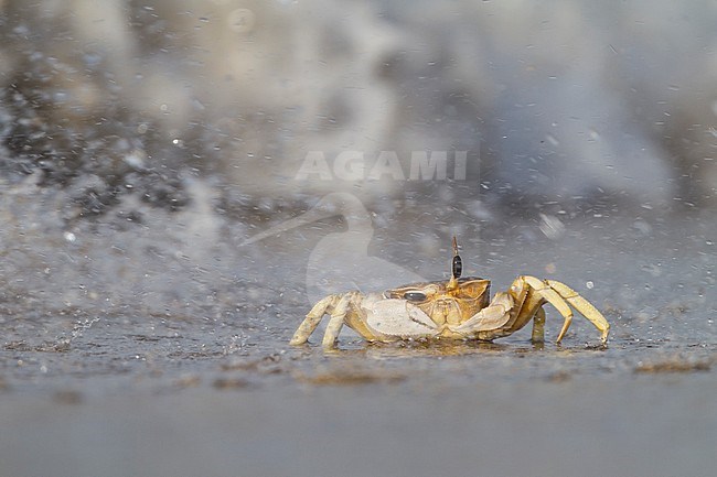 Crab foraging on the beach in Oman stock-image by Agami/Ralph Martin,