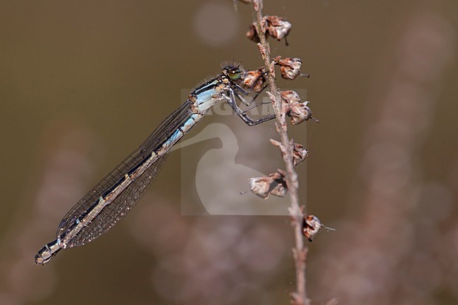 Imago Watersnuffel; Adult Common Blue Damselfly; Adult Common Bluet stock-image by Agami/Fazal Sardar,