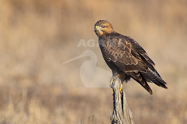 Steppe Buzzard (Buteo buteo vulpinus), adult perched on an dead trunk, Mpumalanga, South Africa stock-image by Agami/Saverio Gatto,