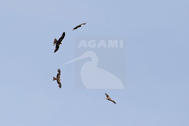 Four circeling Red Kite (Milvus milvus) against the blue sky stock-image by Agami/Mathias Putze,
