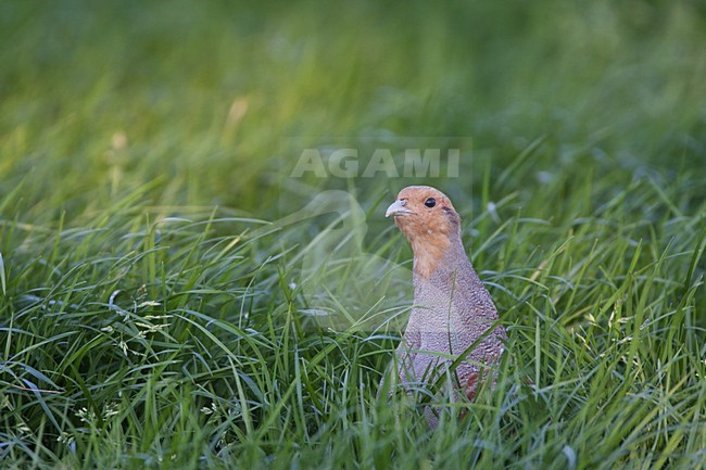 Patrijs; Perdix perdix; Grey Partridge; Rebhuhn; Perdix grise; hoenders; fazanten; vogel; natuur; dier; avifauna; akkers; akkerranden; Rode Lijst; grasland; bedreigde soort; schemering; onopvallend; grondvogel; jaarvogel; schaarse broedvogel; groen; oranje; pheasants; bird; nature; animal; avian; fields; Red List; grassland; threatened bird; protected bird; dusk; hidden; groundbird; yearbird; rare breeding bird; green; orange stock-image by Agami/Harvey van Diek,