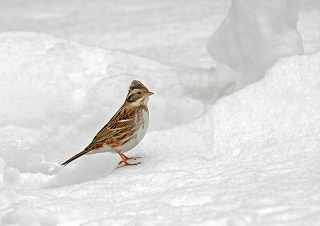 Bosgors zittend in de sneeuw; Rustic Bunting perched in the snow stock-image by Agami/Pete Morris,