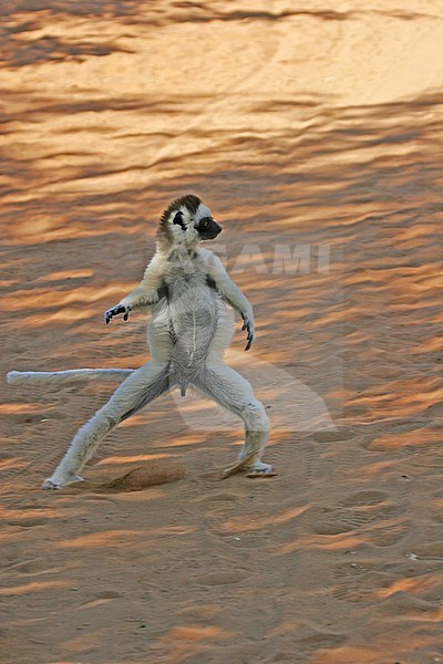 Verreaux's Sifaka, Propithecus verreauxi) also known a sthe White Sifaka, in Madagascar. Running on the ground stock-image by Agami/Pete Morris,