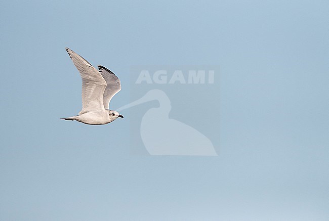 Mediterranean Gull (Ichthyaetus melanocephalus) flying past the coast in the Ebro delta in Spain. Showing under wing pattern. stock-image by Agami/Marc Guyt,