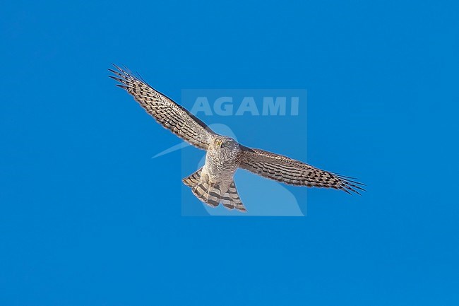 Female immature Eurasian Sparrowhawk (Accipiter nisus) flying over the Spuikom, Ostende, West Flanders, Belgium. stock-image by Agami/Vincent Legrand,