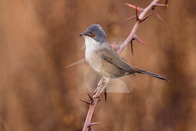 Sardinian Warbler (Sylvia melanocephala ) in Italy. stock-image by Agami/Daniele Occhiato,