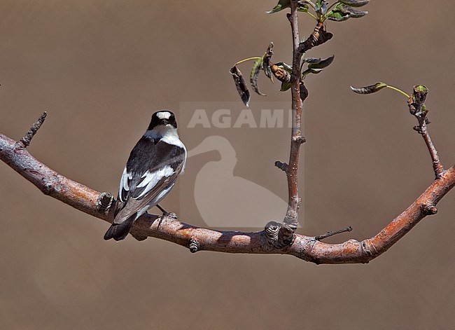 First-summer male Collared Flycatcher (Ficedula albicollis) perched on a branch. Looking over his shoulder. stock-image by Agami/Andy & Gill Swash ,