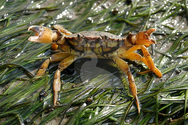 Shore Crab (Carcinus maenas) in the german Wadden sea, on of world's worst alien invasive species. stock-image by Agami/Ralph Martin,