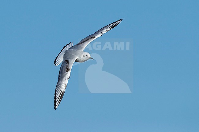 First-winter Bonaparte's Gull (Chroicocephalus philadelphia) at Cape May, New Jersey, March 2017. stock-image by Agami/Brian E Small,
