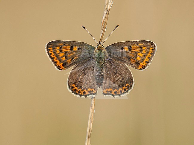 Bruine vuurvlinder / Sooty Copper (Lycaena tityrus) stock-image by Agami/Wil Leurs,