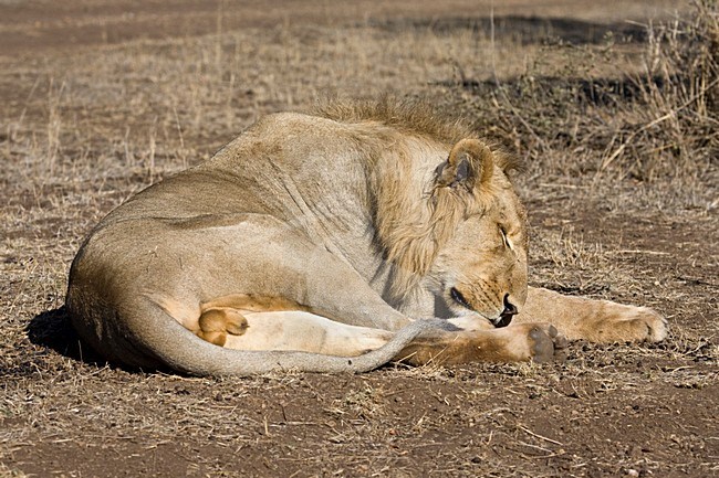 Mannetje Afrikaanse Leeuw; Male African Lion stock-image by Agami/Marc Guyt,