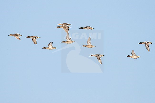 Wintertaling groep vliegend; Eurasian Teal flying stock-image by Agami/Menno van Duijn,