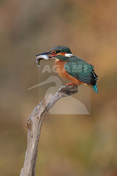 Juvenile or female Common Kingfischer (Alcedo atthis) perching on a branch carrying a small fish stock-image by Agami/Mathias Putze,