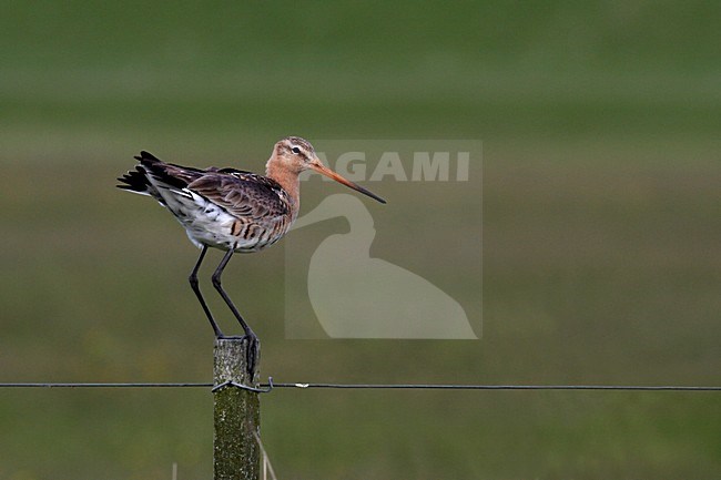 Black-tailed Godwit on pole Netherlands, Grutto op paal Nederland stock-image by Agami/Bas Haasnoot,