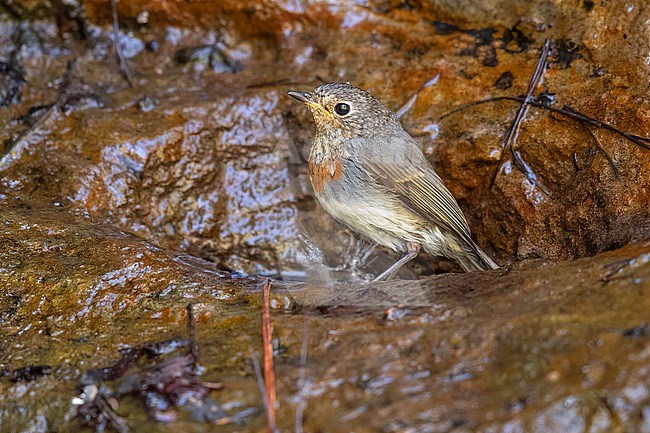 Juvenile moulting to first-winter Gran Canaria Robin (Erithacus rubecula marionae) sitting on a stream in Inagua area in Gran Canaria, Canary Islands, Spain. stock-image by Agami/Vincent Legrand,