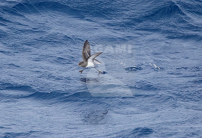 Grey-backed Storm Petrel (Garrodia nereis) in flight over the pacific ocean of subantarctic New Zealand. Foraging on the ocean surface. stock-image by Agami/Marc Guyt,