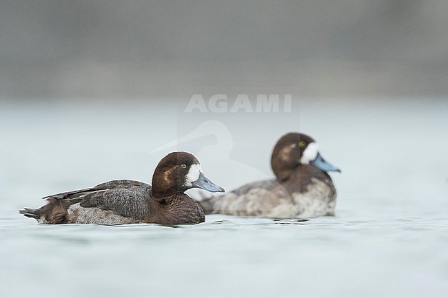 Greater Scaup - Bergente - Aythya marila ssp. marila, Austria, 2nd cy female stock-image by Agami/Ralph Martin,