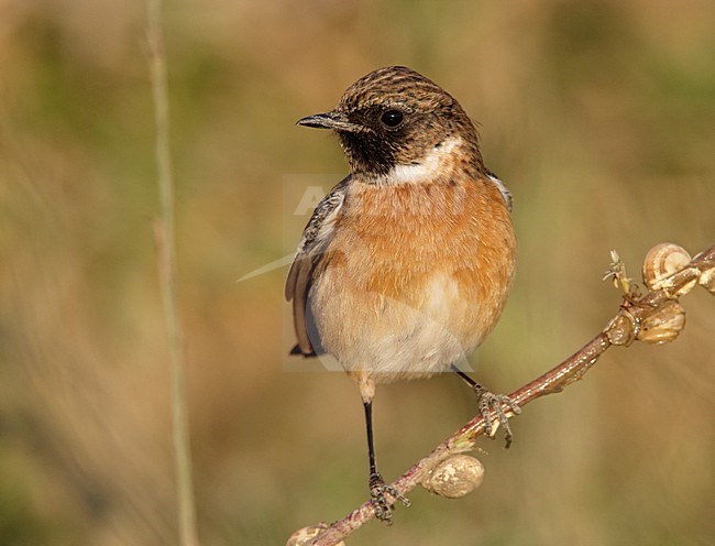 Mannetje Roodborsttapuit, Male European Stonechat stock-image by Agami/Markus Varesvuo,