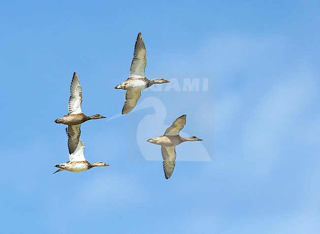 Adult male eclipse Falcated Duck (Mareca falcata), lower right, in flight with Gadwalls (Mareca strepera) in Mongolia. stock-image by Agami/Mathias Putze,