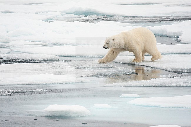 Polar bear (Ursus maritimus) crossing water stock-image by Agami/Caroline Piek,