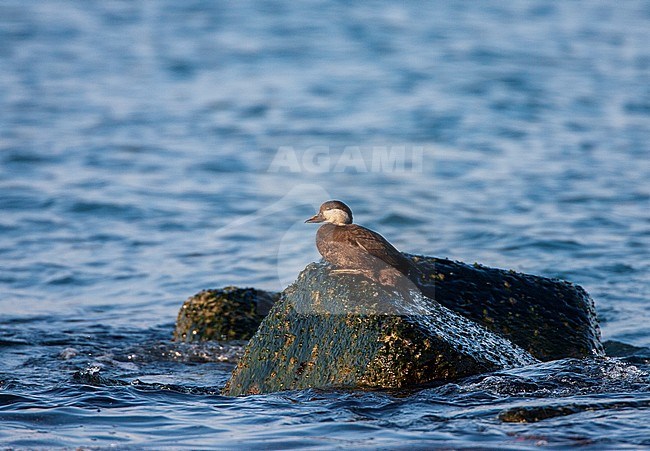 Wintering female Black Scoter (Melanitta americana) offshore in Hokkaido, Japan. Resting on a rock just off the coast. stock-image by Agami/Marc Guyt,