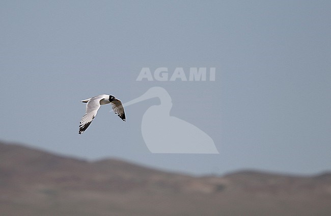 Second year Relict gull, Ichthyaetus relictus, in flight in Mongolia. stock-image by Agami/Magnus Hellström,