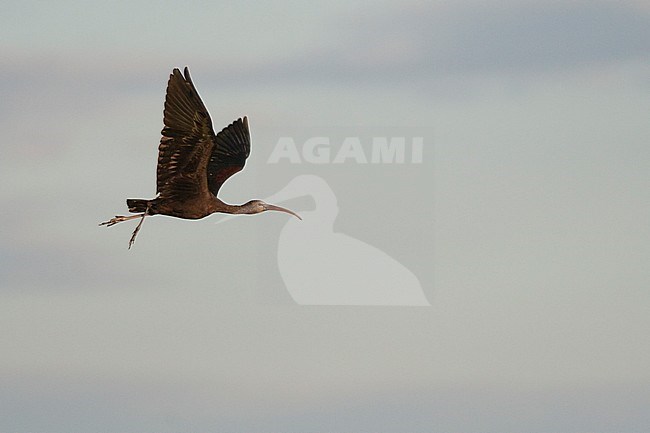 Glossy Ibis (Plegadis falcinellus), Spain, adult stock-image by Agami/Ralph Martin,