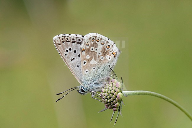 Male Chalk-hill Blue stock-image by Agami/Wil Leurs,