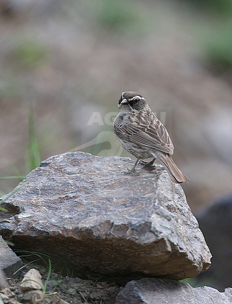 Radde's Accentor, Steenheggenmus, Prunella ocularis stock-image by Agami/James Eaton,