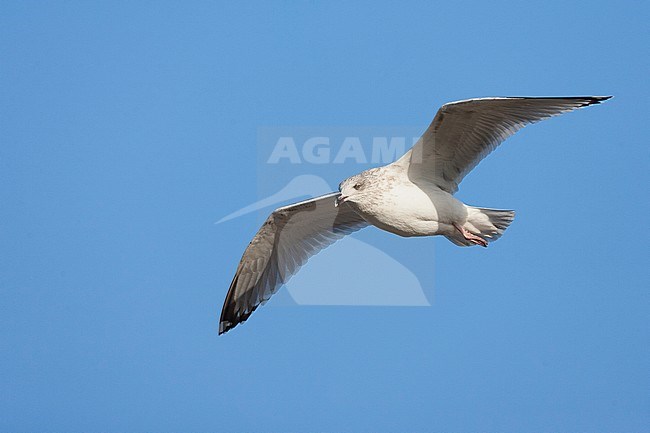 Third-year European Herring Gull (Larus argentatus) in Katwijk in the Netherlands. Drifting on the air along the coast, seen from below. stock-image by Agami/Marc Guyt,
