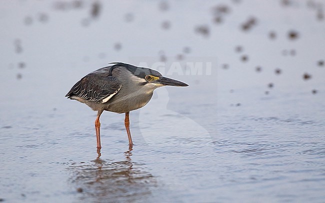 Striated Heron (Butorides striata), hunting a low tide at Khok Kham,Thailand stock-image by Agami/Helge Sorensen,