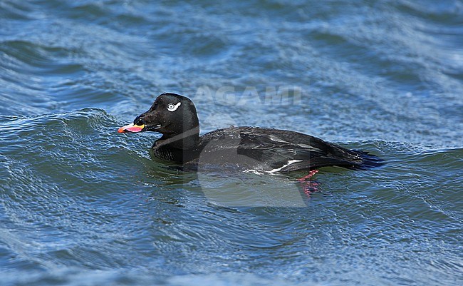 Male American White-winged Scoter (Melanitta deglandi) at Monterey Bay, California, USA. stock-image by Agami/Aurélien Audevard,