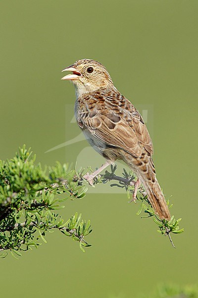 Adult Cassin's Sparrow (Peucaea cassinii) perched on a native plant in Brewster County, Texas, USA. stock-image by Agami/Brian E Small,