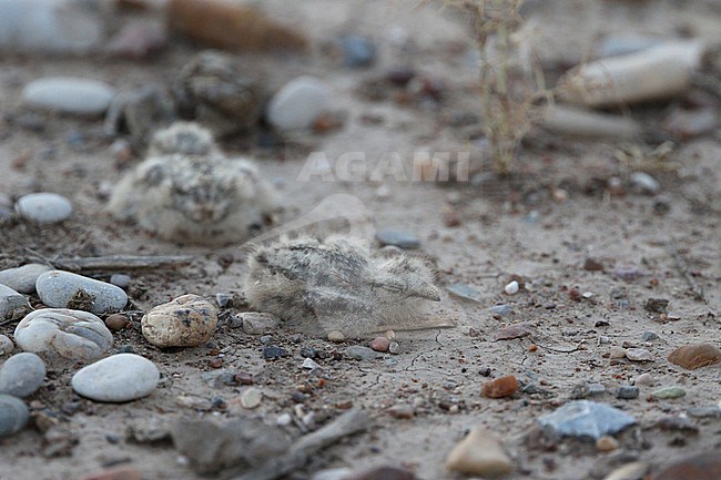 Egyptische Nachtzwaluw nest op de grond; Egyptian Nightjar (Caprimulgus aegyptius) nest on the ground stock-image by Agami/James Eaton,
