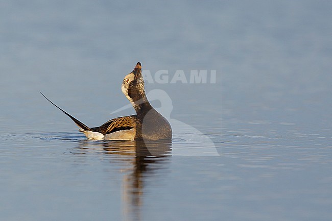 Adult male Long-tailed Duck swimming off Seward Peninsula, Alaska, USA. stock-image by Agami/Brian E Small,