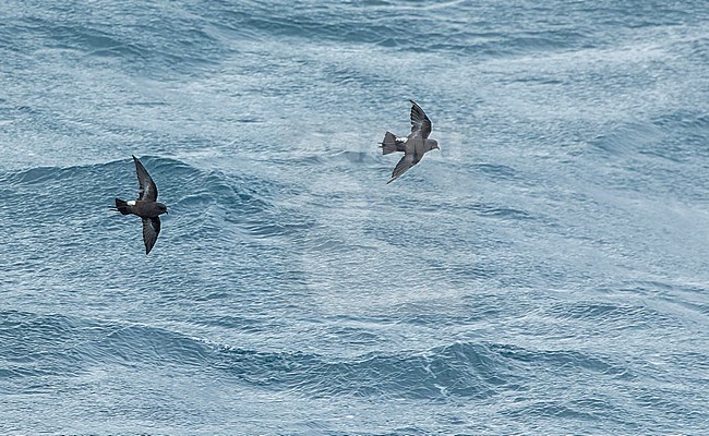 Fuegian Storm Petrel (Oceanites (oceanicus) chilensis) in southern Argentina. stock-image by Agami/Martijn Verdoes,