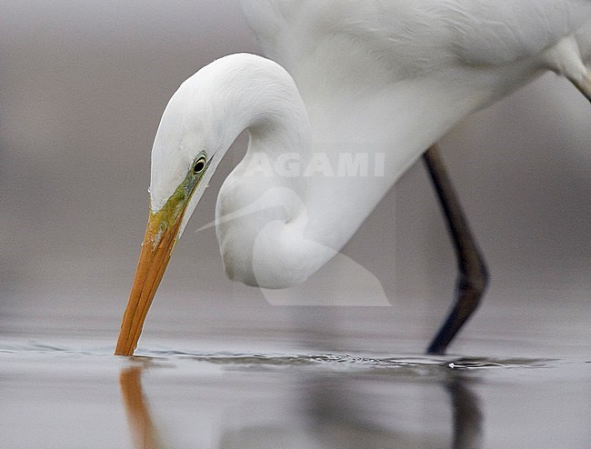 Vechtende Grote Zilverreigers; Fighting Great Egrets stock-image by Agami/Markus Varesvuo,