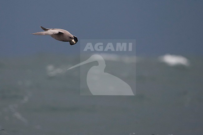 Pacifische Noordse Stormvogel in de vlucht; Pacific Northern Fulmar in flight stock-image by Agami/Martijn Verdoes,