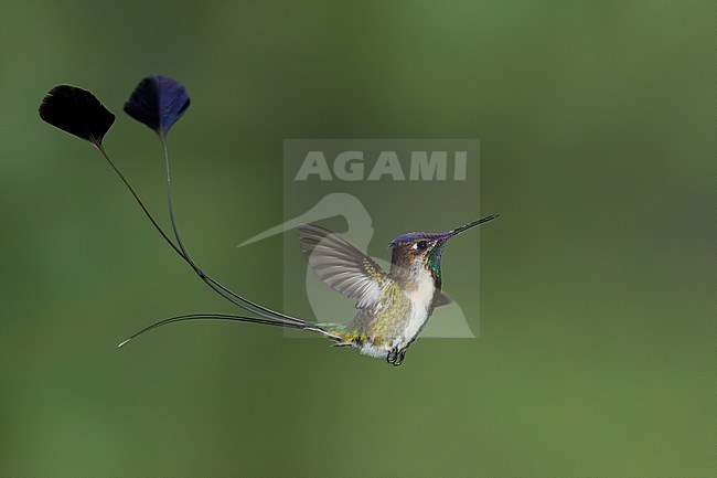 Birds of Peru, a stunning male Marvelous Spatuletail stock-image by Agami/Dubi Shapiro,